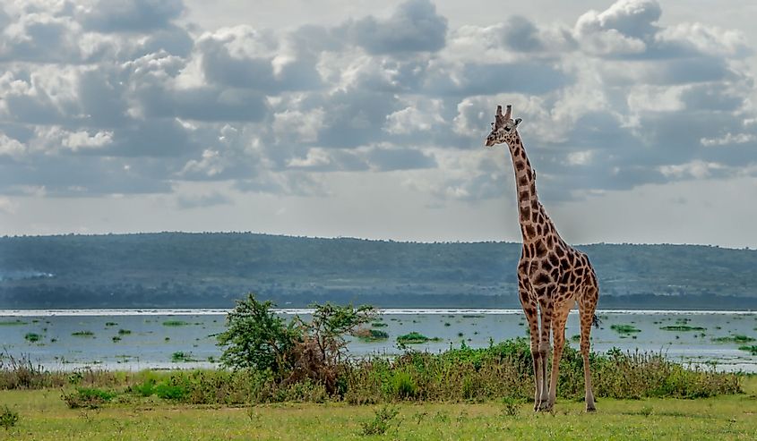 Rothschild giraffe near Lake Albert, Murchison Falls National Park, Uganda
