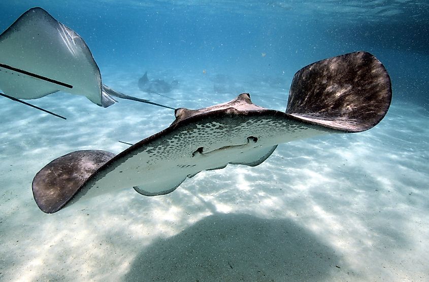 Stingrays possess venomous tail spines, which can end in deadly consequences for humans if engaged.