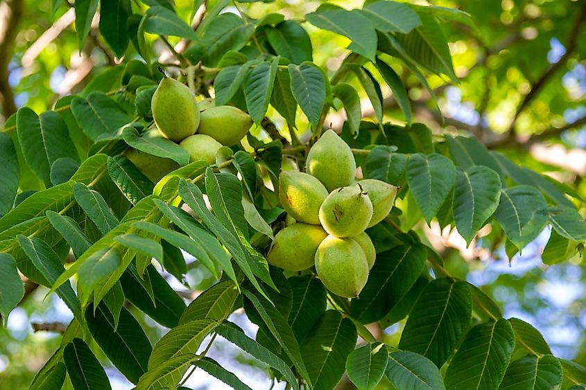A low angle shot of green butternuts growing on a tree. Via Shutterstock / Wirestock Creators