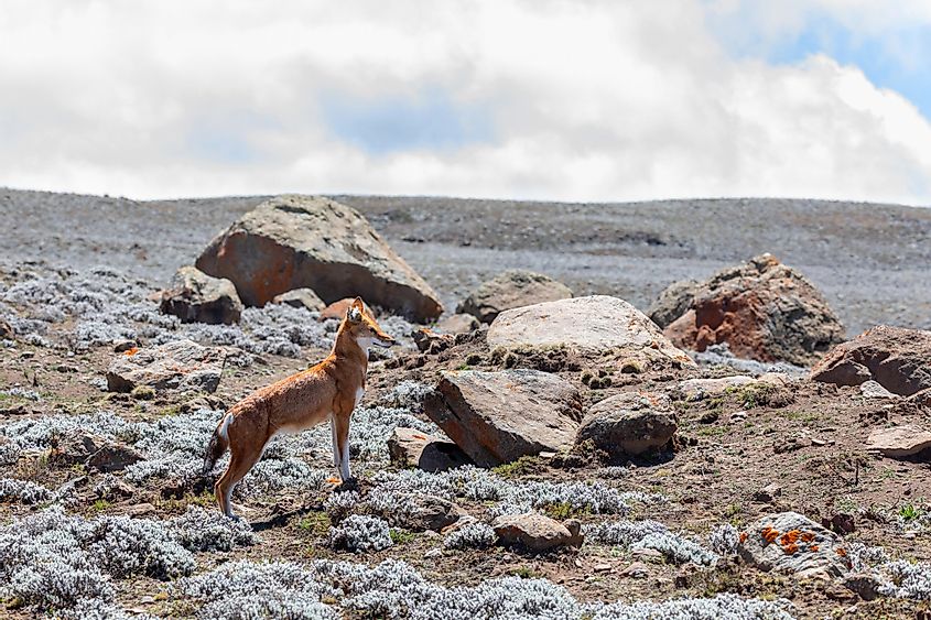 Rare and endemic ethiopian wolf, Canis simensis, hunts in nature habitat. Sanetti Plateau in Bale mountains, Africa Ethiopian 