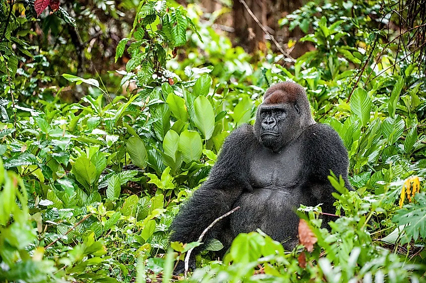 Western gorilla. 
