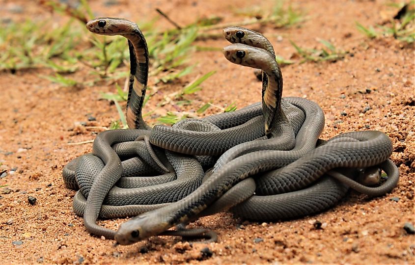 Young Mozambique spitting cobras KwaZulu-Natal South Africa