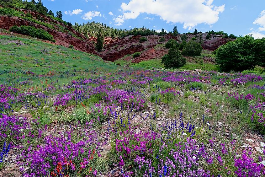 Alpine wildflowers along the San Juan Skyway, Colorado.