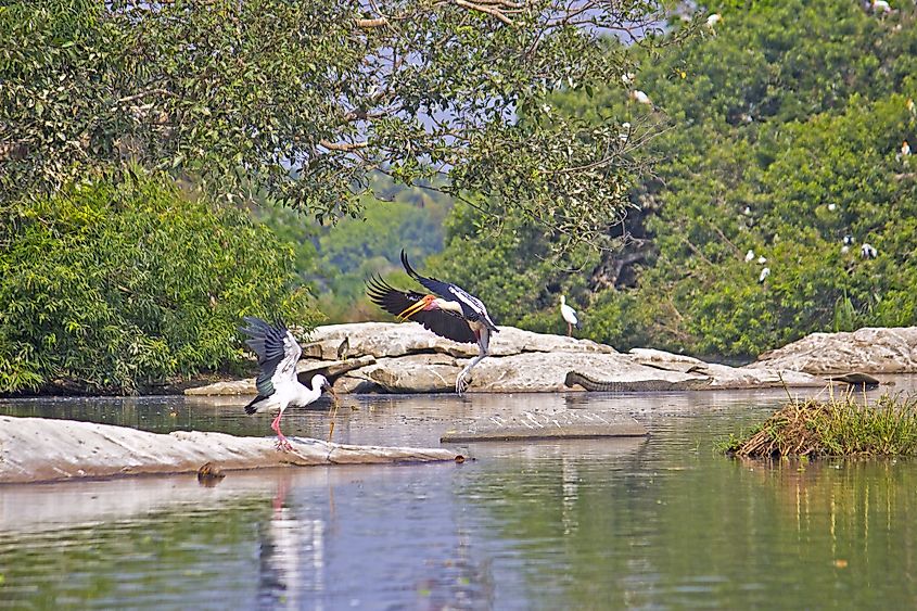 Kaveri River