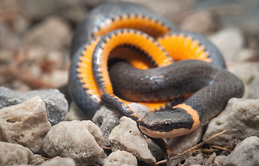 Northern ringneck snake with its distinctive orange stomach and orange-ringed neck.