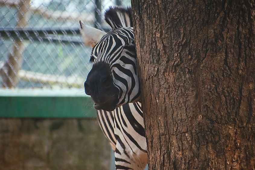Multiple groups are working to conserve zebras.