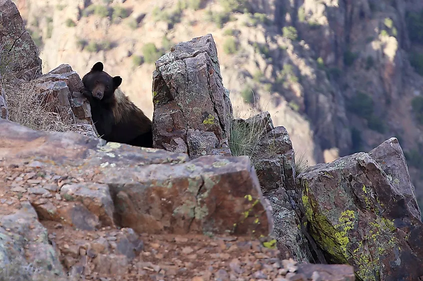 Black Canyon of the Gunnison National Park