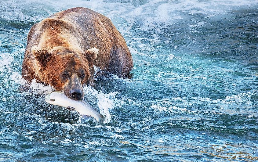 Bear fishing in Alaska.