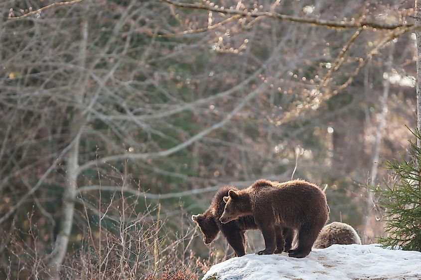 Brown Bears (Ursus arctos) in Lake Clark National Park, Alaska, USA