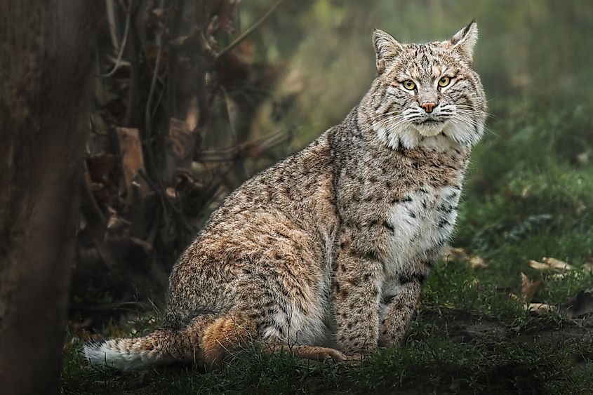 Bobcat (Lynx rufus) sitting on the green grass