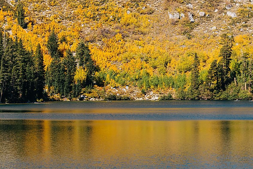 Vibrant fall foliage in Mammoth Lakes, California.