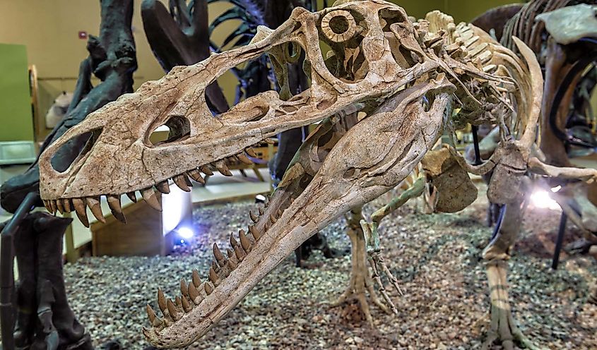 The Wyoming Dinosaur Center, via