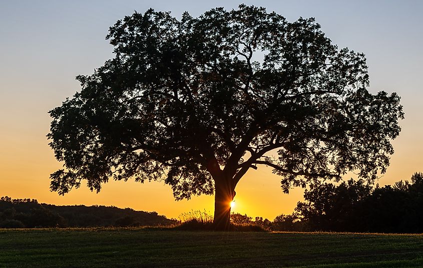 Sunset and Sunstar with Black Walnut, at Lutz Park, Deerfield Township, Livingston County, Michigan. Via Shutterstock / Michael Andren
