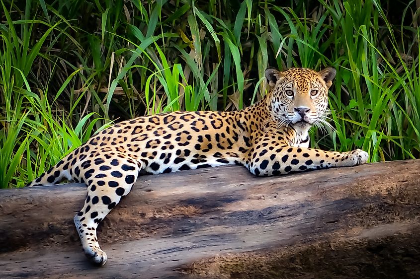 A Jaguar relaxes on a tree trunk on the banks of the Tambopata river, in the Peruvian Amazon