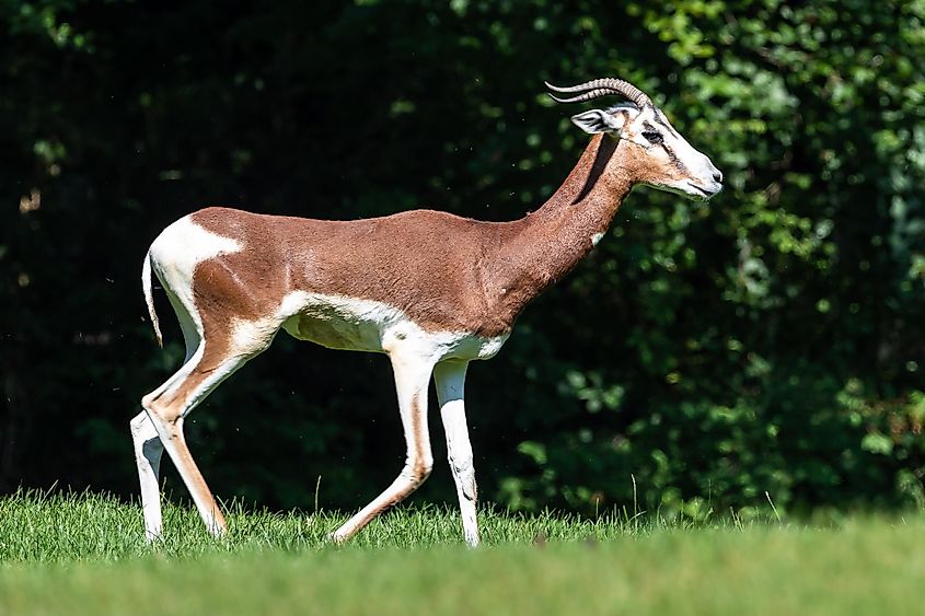 Dama gazelle