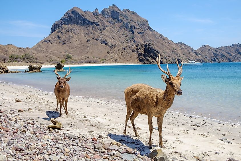 Komodo National Park