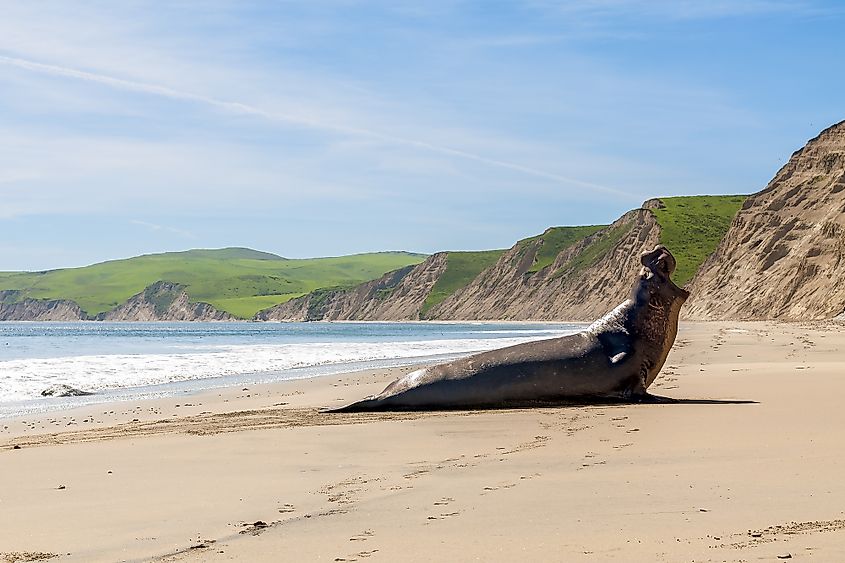 Drake's beach