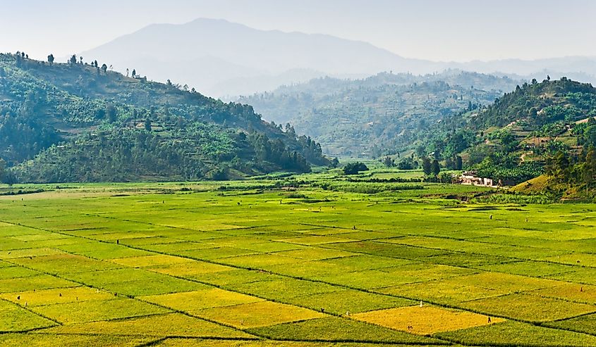 Rice being harvested in fields, Rwanda, Africa.