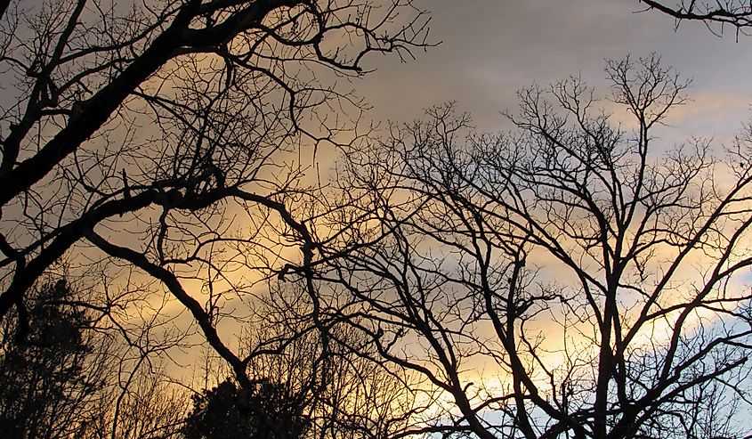 Sunset autumn forest in Jasper, Alabama