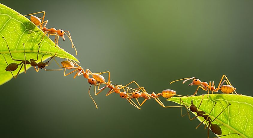 Ants forming a bridge to move from one leaf to another.