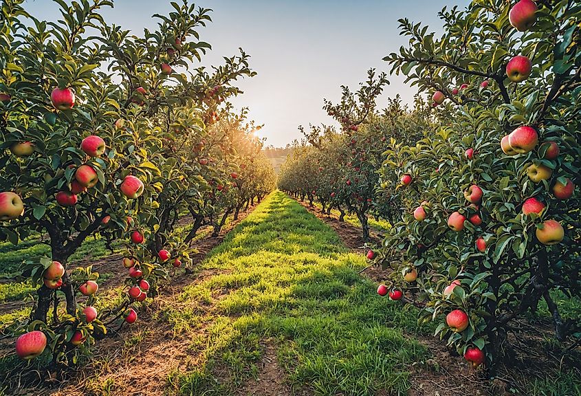 Apple Orchard