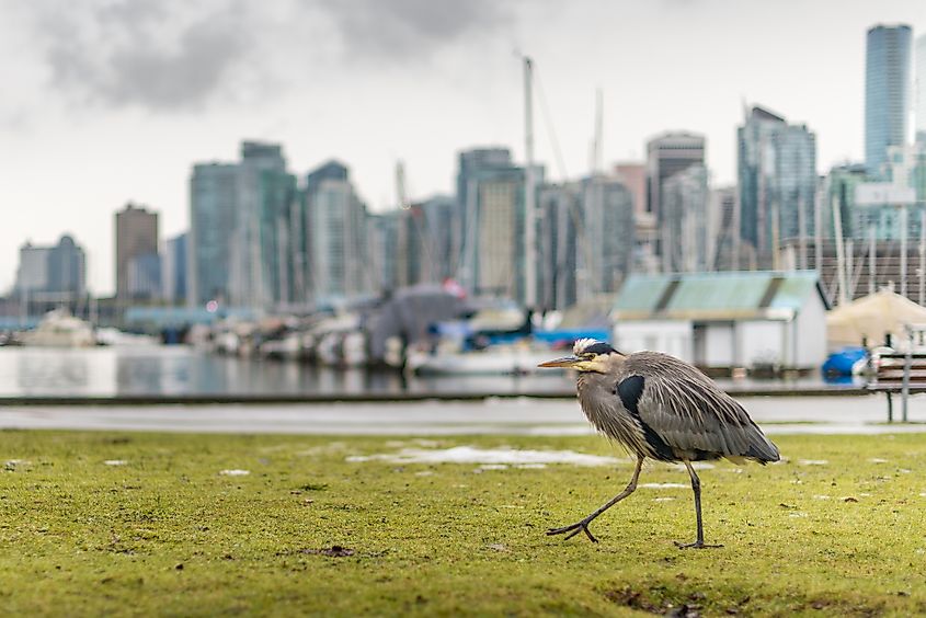 Bird at Stanley Park