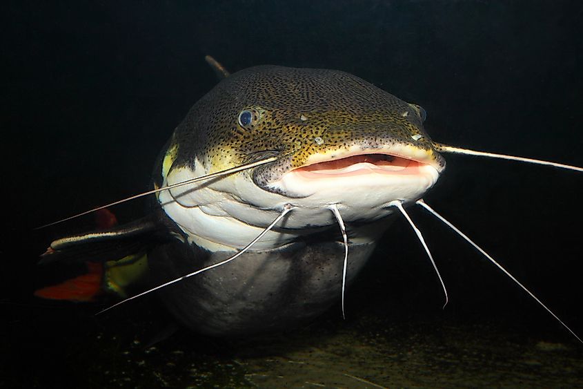 Underwater photography of The Red Tail Catfish (Phractocephalus hemiliopterus). This tropical fish is native to the Amazon, Orinoco, and Essequibo river basins of South America.