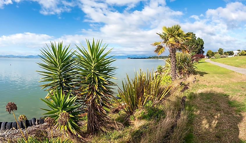 Motueka Beach Reserve Landscape with Cabbage Tree and blue sea water, Motueka, New Zealand
