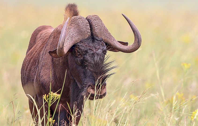 Black wildebeest standing in open grassland in South Africa, with its dark brown coat, forward-curving horns, and distinctive white tail