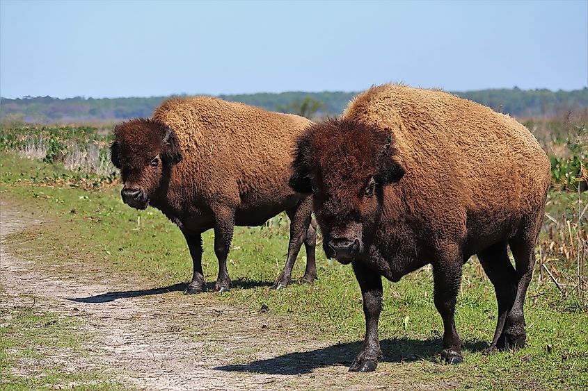 American Bison in Paynes Prairie, Florida.