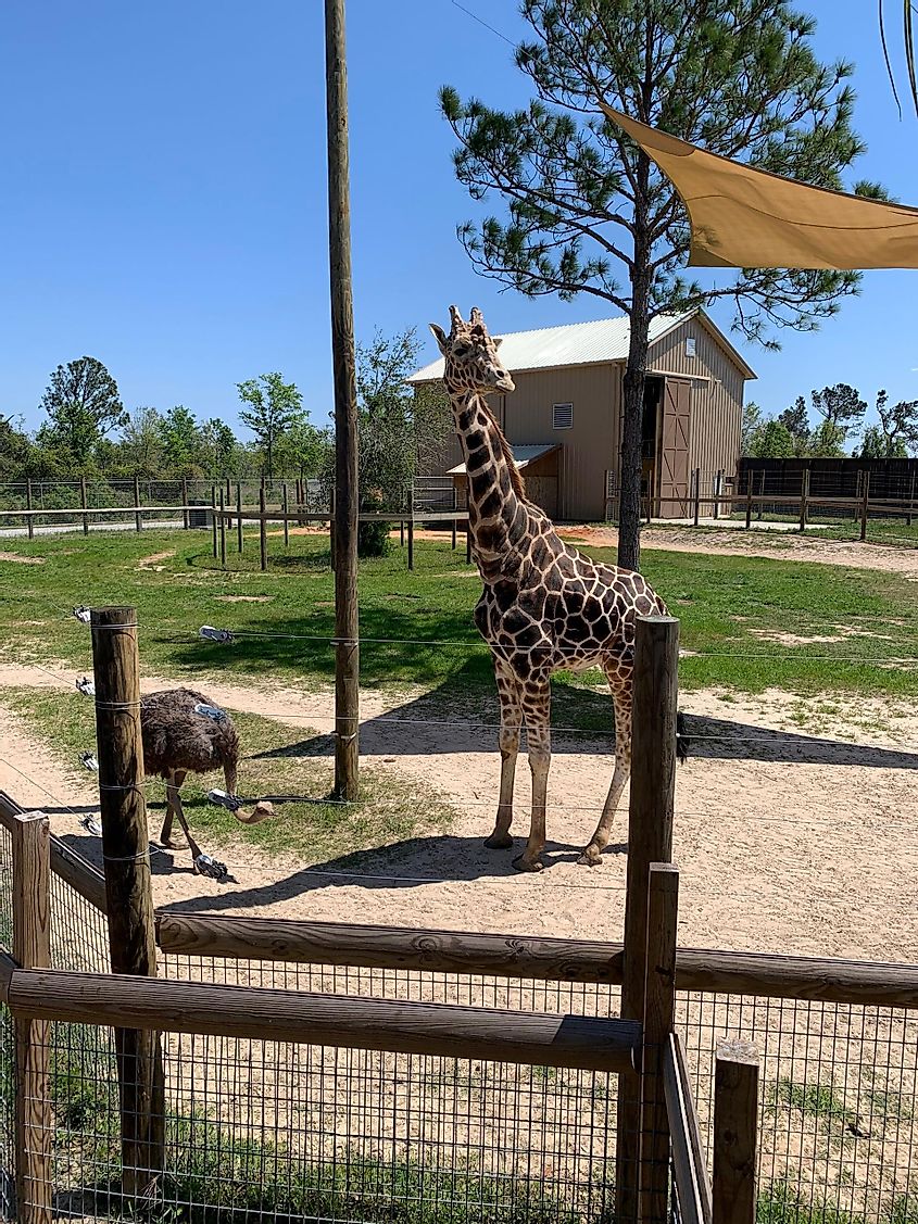 A Giraffe and an ostrich at Alabama Gulf Coast Zoo in Gulf Shores, Alabama