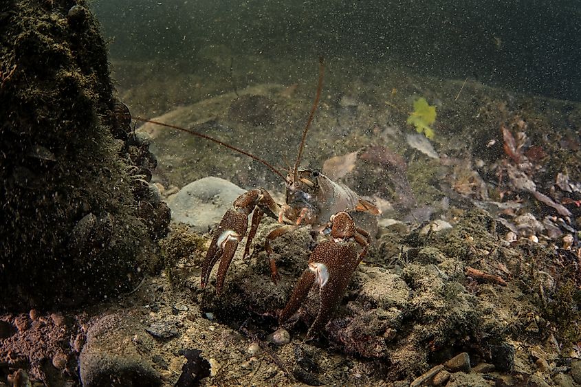 Signal crayfish underwater