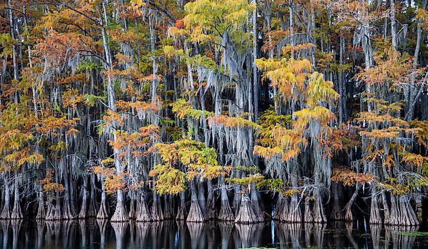 Bald cypress trees and water lilies at Caddo Lake, Texas