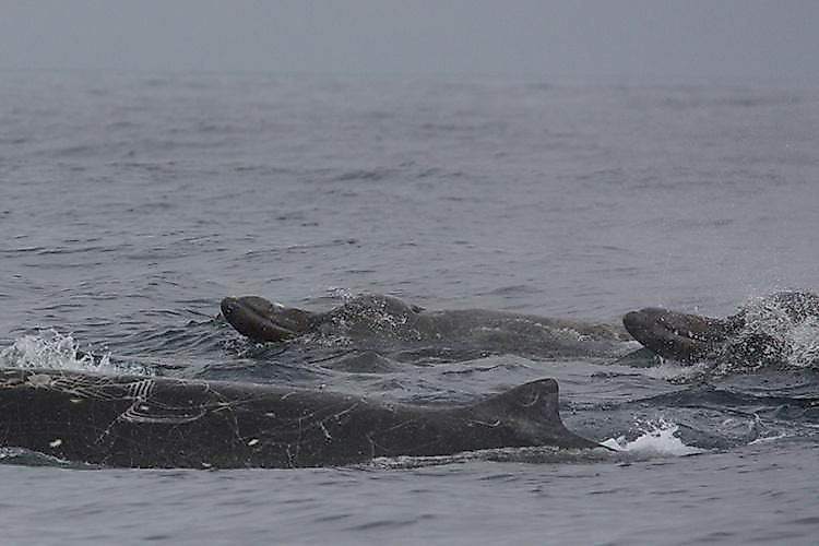 Baird's beaked whales swimming in the ocean (NOAA Fisheries, Public domain, via Wikimedia Commons)