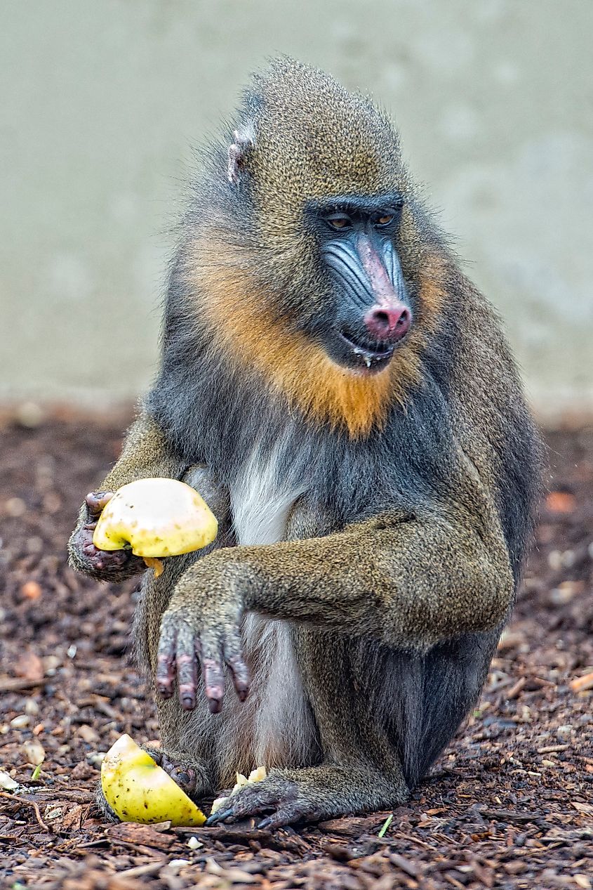 Mandrill Monkey close up portrait while eating fruit