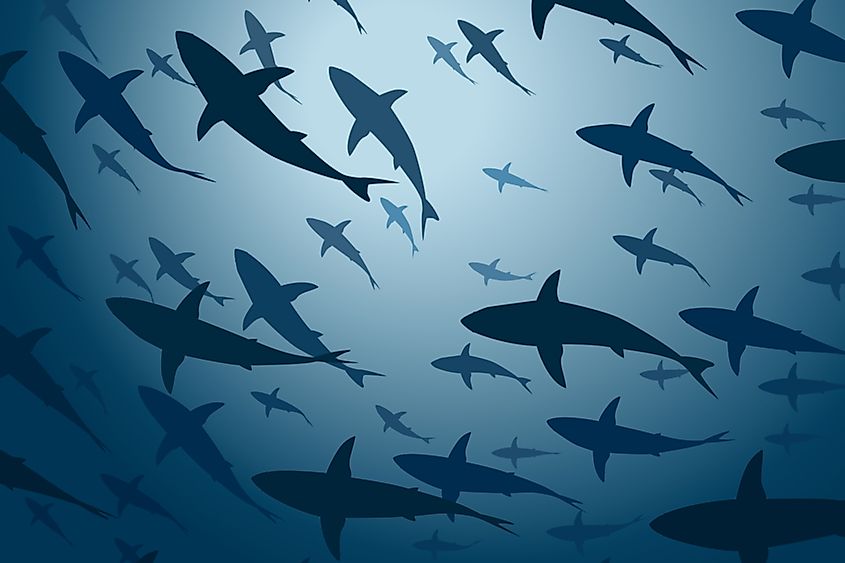A shark swimming in shallow ocean water.