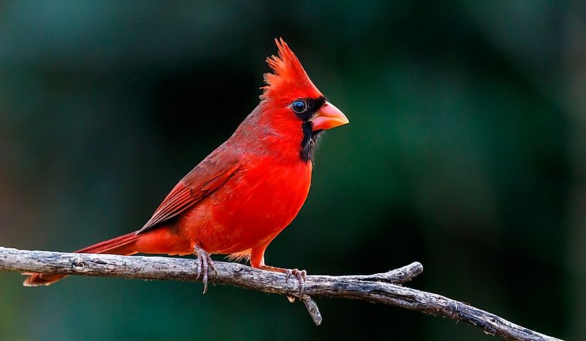 Close-up image of a red Northern Cardinal.