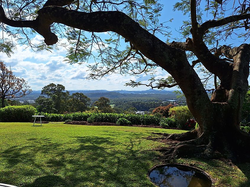 Arching tree and view from Buderim, Sunshine Coast, Australia.