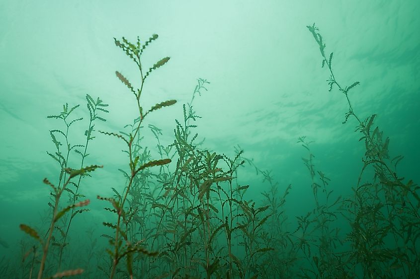 Curly Pondweed (Potamogeton crispus) Underwater.