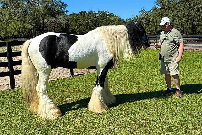 Gypsy Gold Horse Farm man and Gypsy Vanner horse Image credit Bryan Dearsley