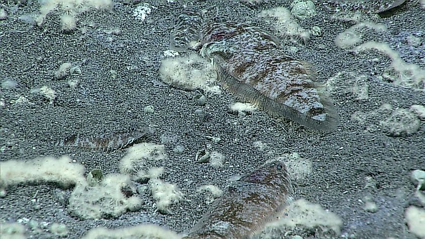Symphurus thermophilus surrounded by hydrothermally related bacterial mats. Editorial credit: NOAA Photo Library, Public Domain, https://commons.wikimedia.org/w/index.php?curid=147112797