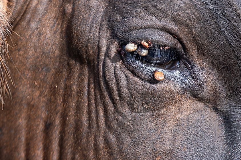 Blood-sucking ticks will even attach themselves to a cow's eye. Via Shutterstock / Sergey Dudikov