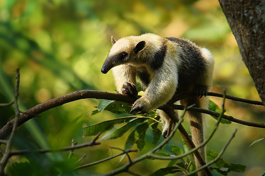 Northern Tamandua Corcovado national park