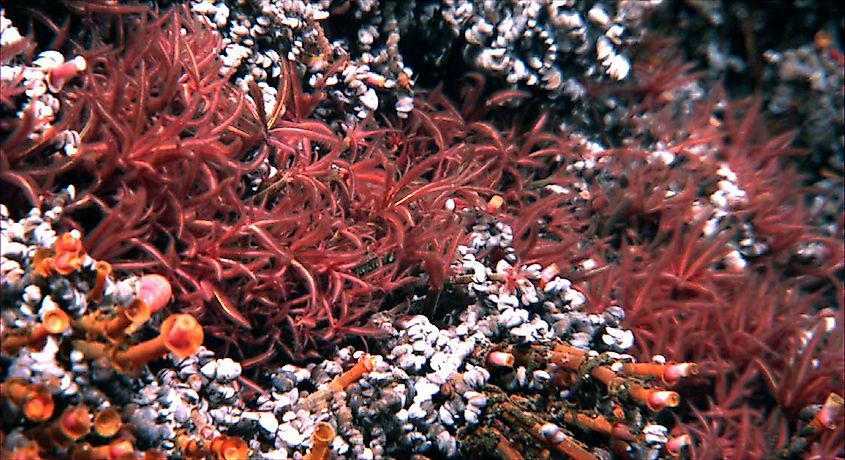 Paralvinella Paralvinella sulfincola, also known as the Sulfide worm. Editorial credit: NOAA, Public Domain, https://commons.wikimedia.org/w/index.php?curid=15667839
