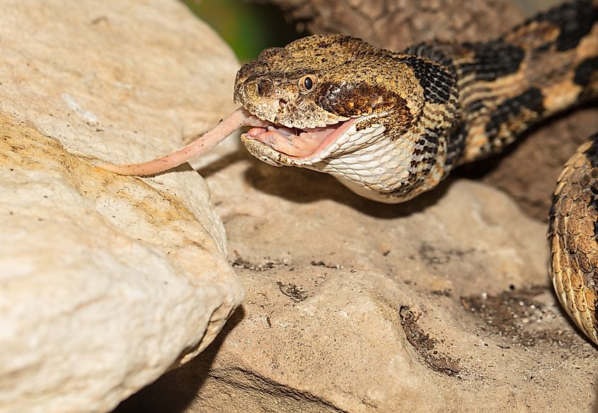 A rattlesnake devouring a rodent.