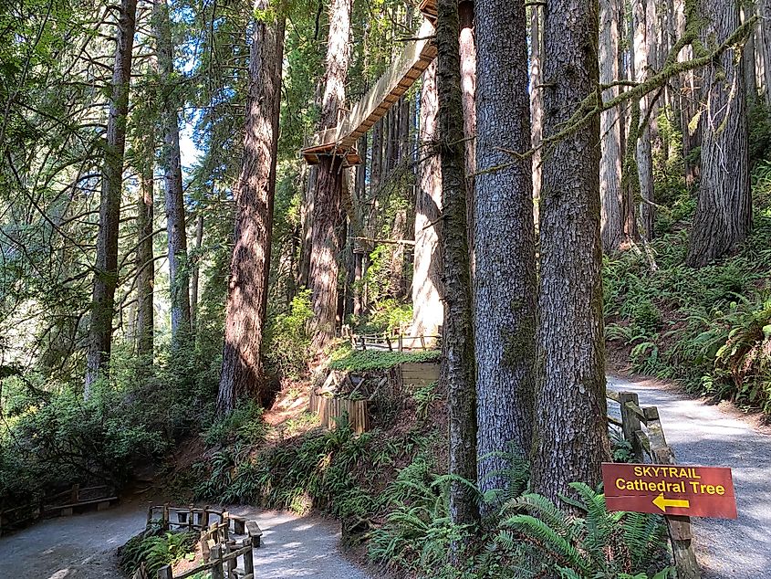 A small sign points the way for a redwood nature trail. A suspension bridge can be seen in the canopy above.