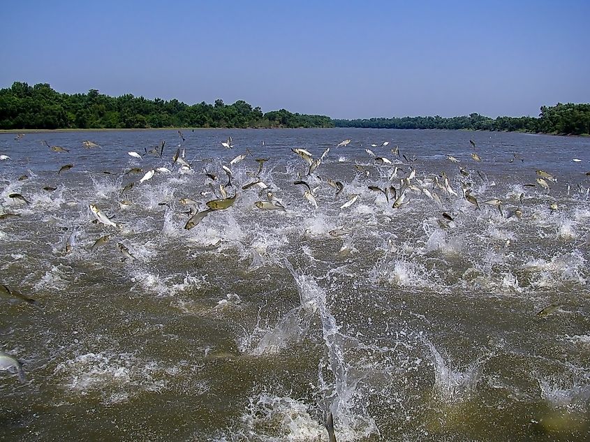 Flying Asian carp massively jump out of the water.