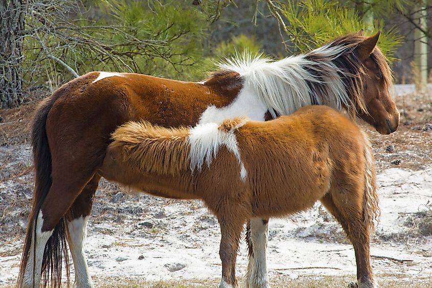 Two wild horses of Assateague Island National Seashore in Maryland, USA, with a foal suckling a meal from its mother.