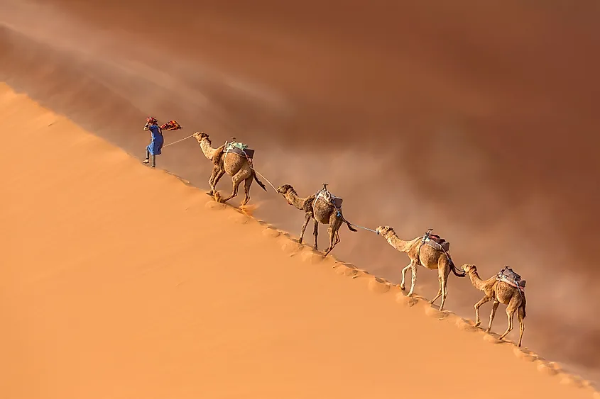 A camel caravan crossing the sand dunes of the Sahara Desert.