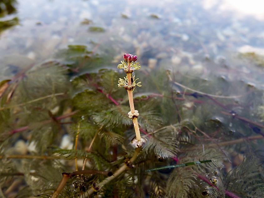 Flowers of Eurasian watermilfoil.
